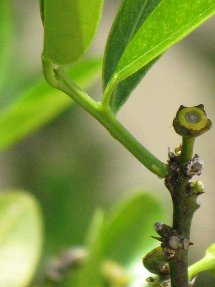            First year twig (Winter Haven, FL)   